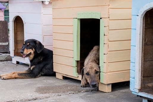 Gifts for the Local Dog Shelter